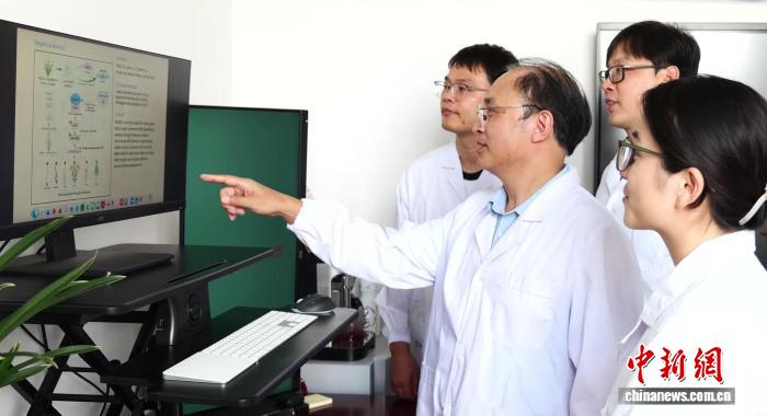 科研团队找到水稻抗旱“新开关” 具跨物种应用潜力
